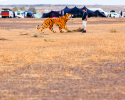 AfrikaBurn 2012 Mirage. Images © Jonx Pillemer